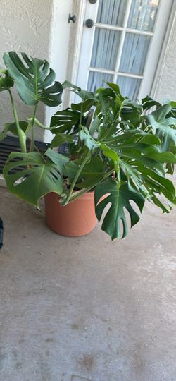 Monstera Deliciosa plant