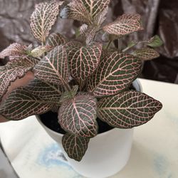 Pink Fittonia 
