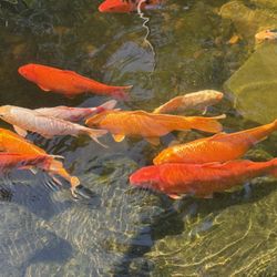 Koi Fish - Variety 
