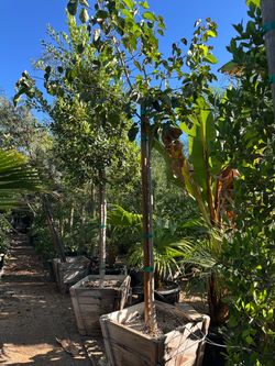Pakistan mulberry tree 24” box