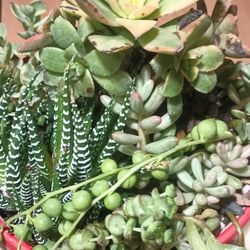 Arrangement  Succulent Plants.