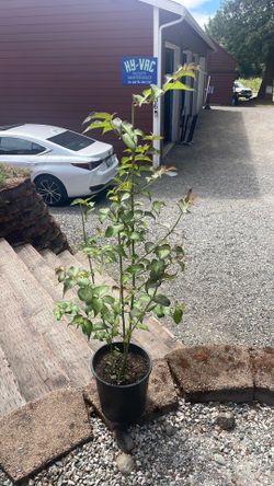 Himalayan honeysuckle tree or bush