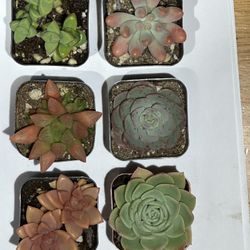 Succulents