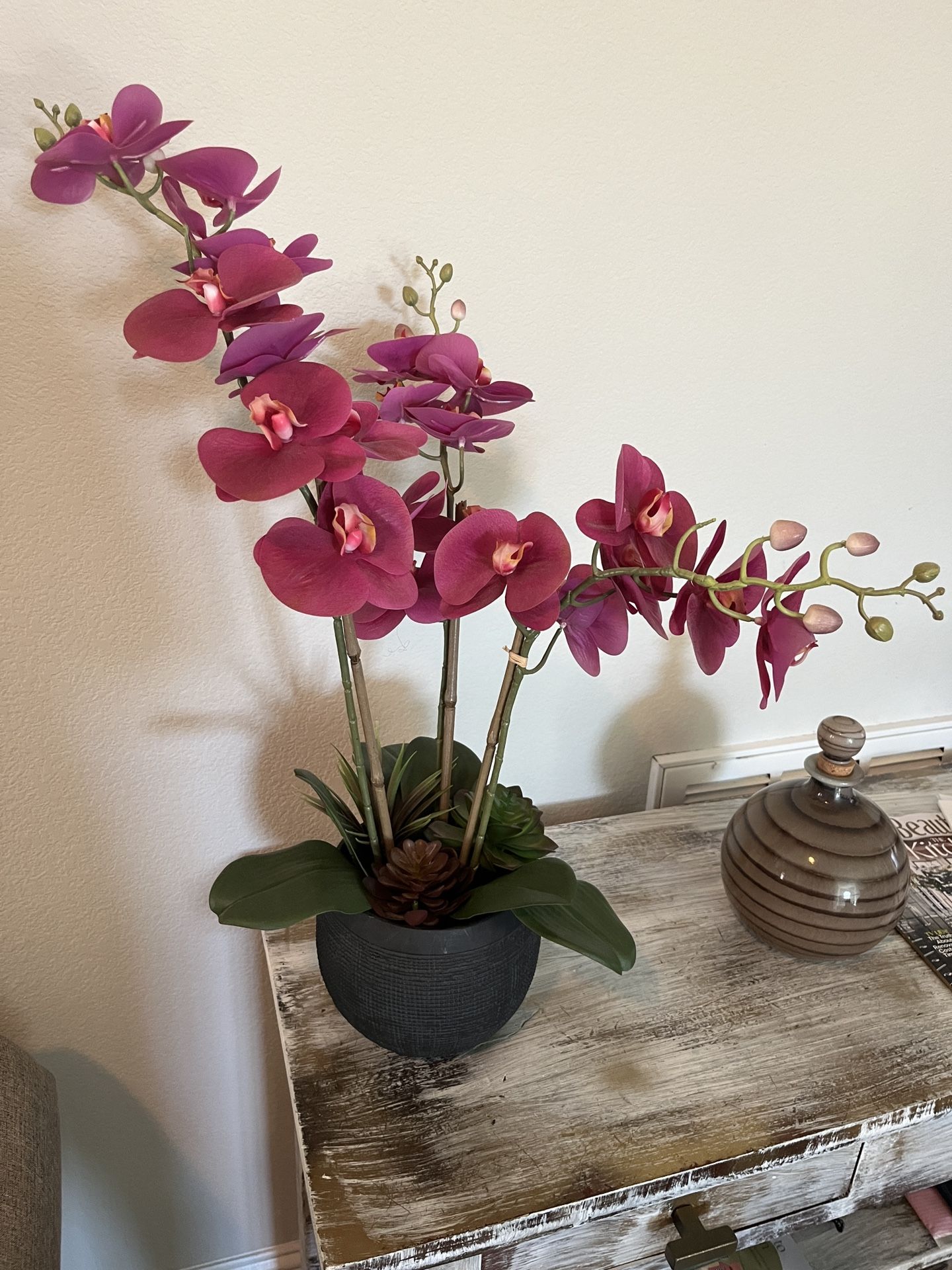 Orchid Plant Pink 