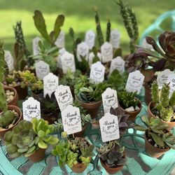 Succulents Mini Pots With Tags Party Favors