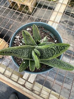Gasteria Succulents, Fully Rooted, 4" Pot