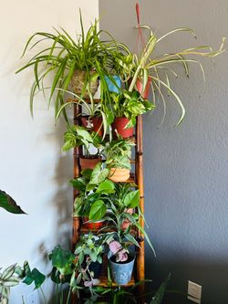 Plants for sale 10 each