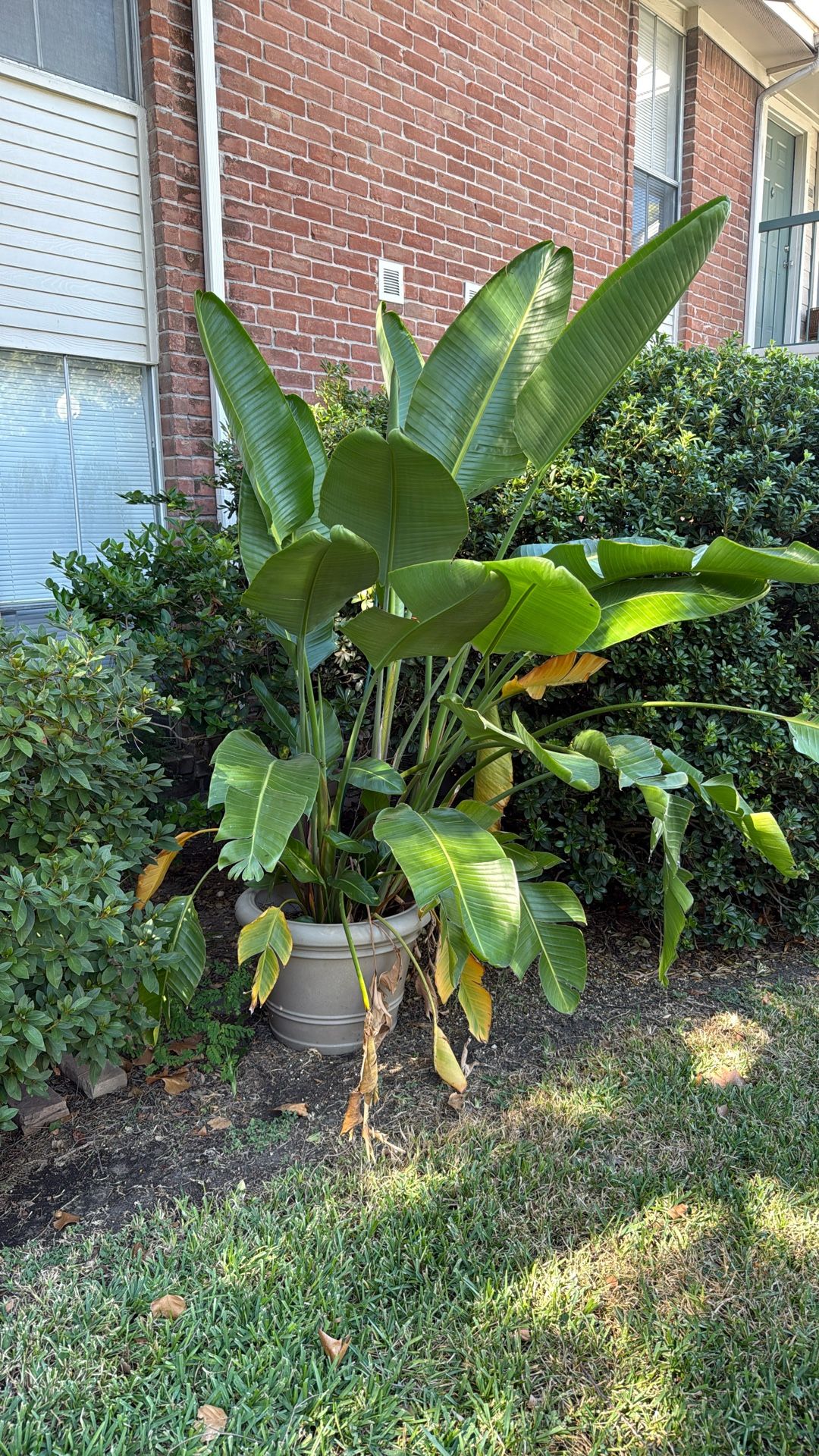 Big Nice Plant $80 Or Make Me An Offer With Pot