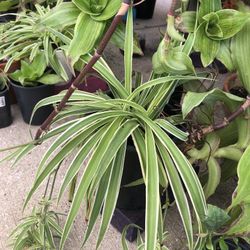 Spider Plants