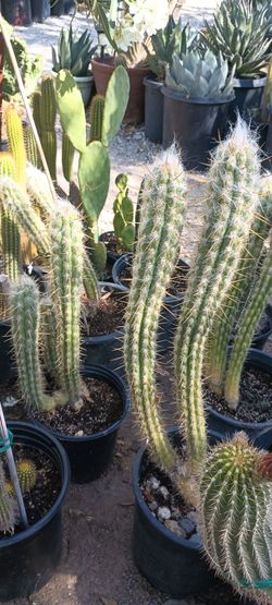 Cactus plant 🌵