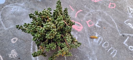 succulent plants