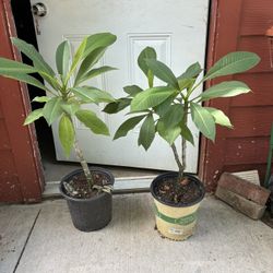 Plantas Muy Bonitas Grandes 