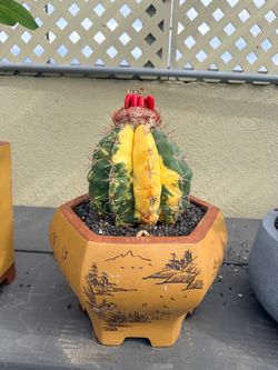 Melocactus variegated