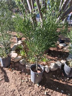 PENCIL PLANT 🌱 (5GL) 3 FT