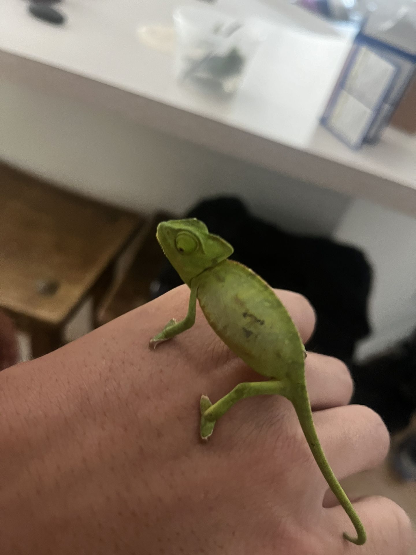 VIELED CHAMELEON