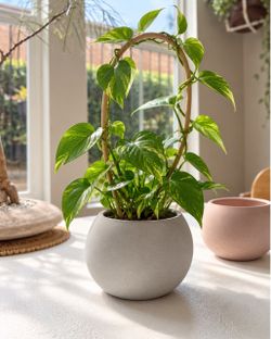 Homemade Concrete Pots / Planters – Grey or Terracotta