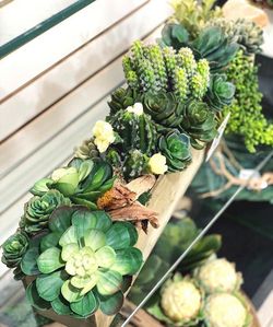 Succulent captus plants artificially , suculentas cactus plantas artificiales
