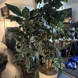 Fake Plants (10 each)
