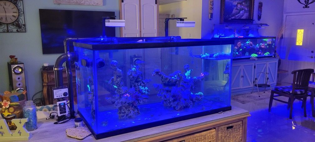 REDUCED Fully Established Saltwater Aquarium