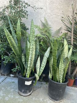 Snake Plant