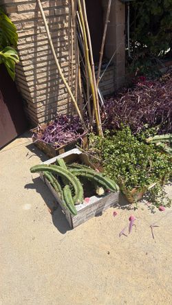 Free blue mertle cactus cuttings.