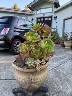 Large Succulent Pottery Planter – $25 and Up