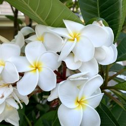 Plumeria