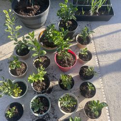Baby Ponderosa And Eureka Lemon Plants For Sale.