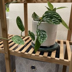 Plants For Trade