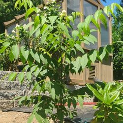 3 Black Walnut Trees, 1) 3 Feet High, 1-2'tall, 1-1' tall