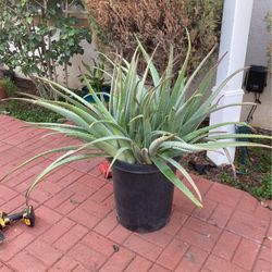 Aloe Vera