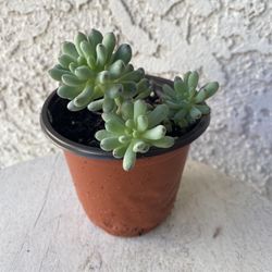 4 Inch Pot Succulent Plant - Graptopetalum Pachyphyllum - Bluebean - Rooted & Established - Drought Resistant - 🪴