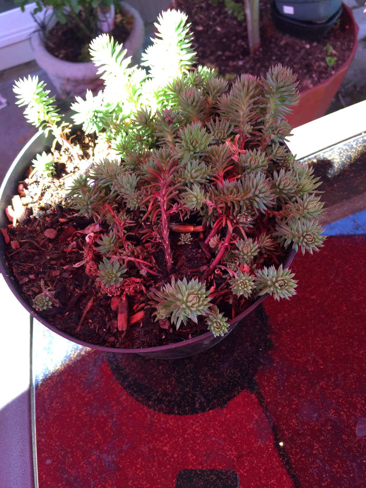 Succulents