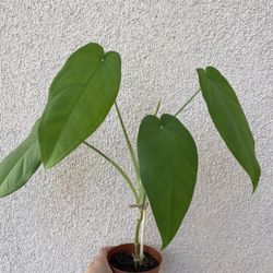Beautiful Syngonium Chiapense Plant