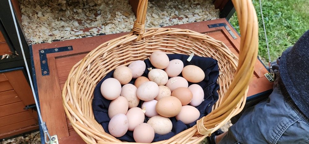 Chicken Eggs