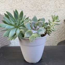Succulents Plant.