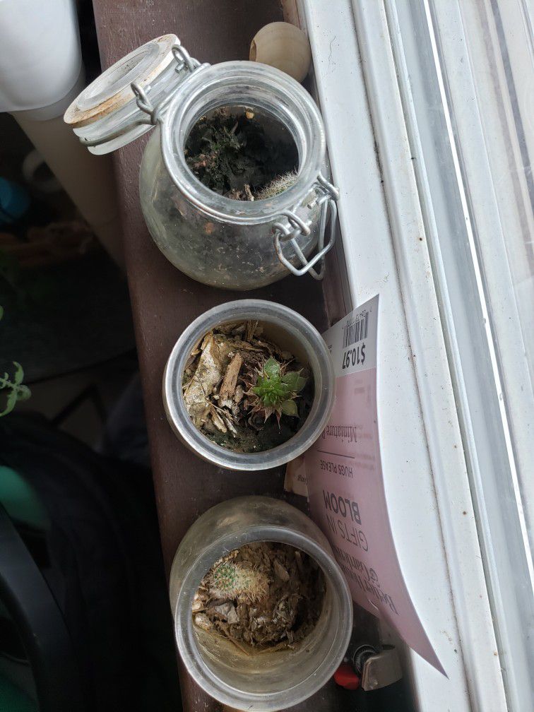 Mini Cacti/succulent In Jar