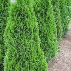 Emerald green 6 to 7 Ft Tall Grade B