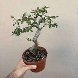 Bonsai
