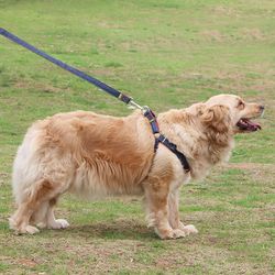 Dog Harness Collar Leash Set