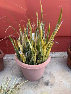Snake Plant in Plastic Pot
