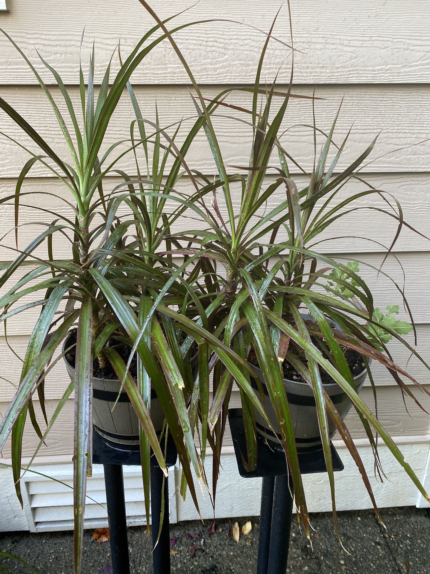 4 Dracena Plants For Sell In Two Pots For $15