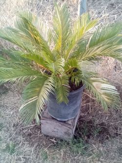 Stunning Sago Palm in Large Pot – Tropical Beauty Ready for Your Garden or Patio! Hermosa Palma Sago