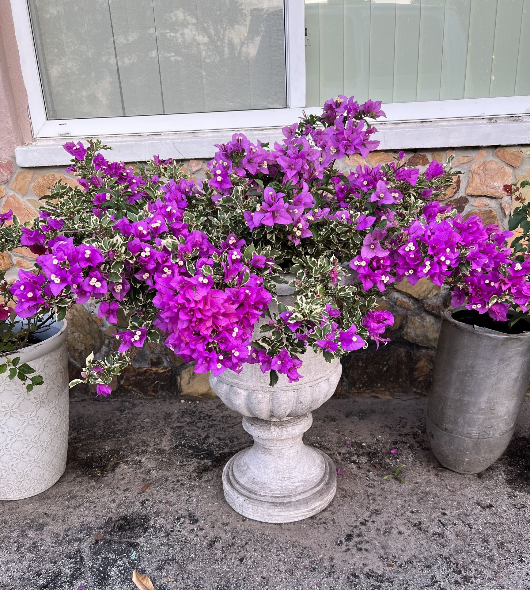BLOOMING BOUGAINVILLEA PLANT IN PLASTIC POT AND VASE PEDESTAL FOR SALE