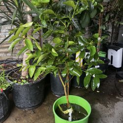 Organic Bearss Lime Fruiting Tree - Ready to Harvest Juicy Limes! Are you looking to add a touch of tropical flair to your garden or patio while enjoy