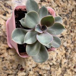 Echeveria Sedum Houseplant