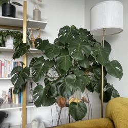 Beautiful Monstera Plant