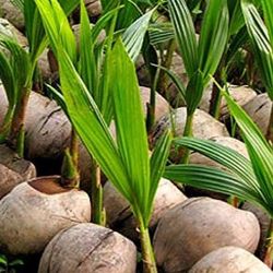 Hawaii Dwarf Coconut Seedling Plant Tree 3gallon