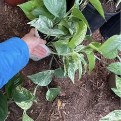 See description***Huge leaf, thick stems, super variegated marble/snow queen pothos; 95820