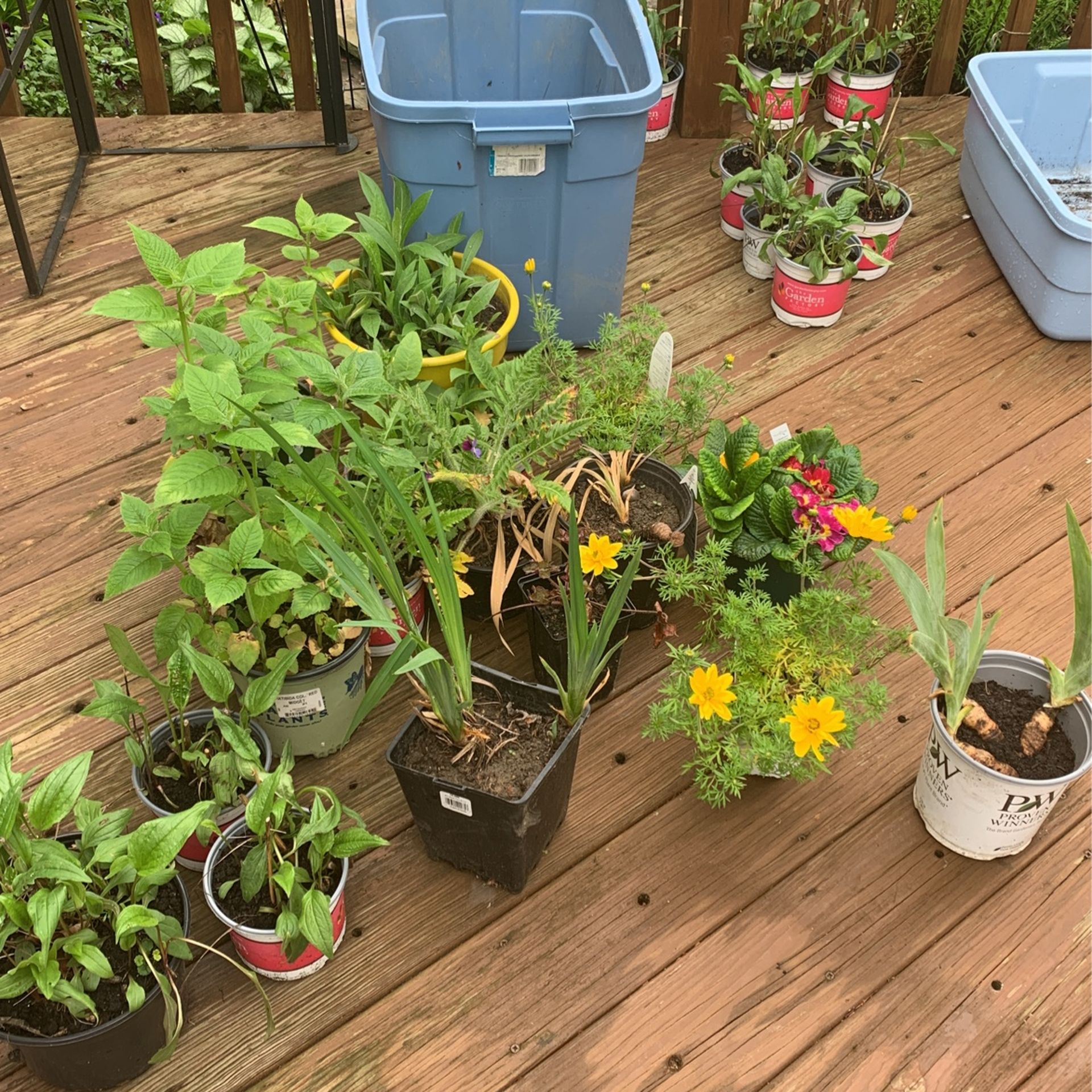 Perennials For Sale